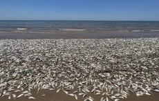 Ribuan Ikan di Pantai...