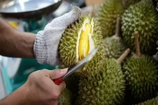 10 Tempat Makan Durian...