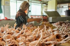 Harga Daging Ayam Masih...
