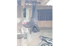 Kelelawar Seukuran Manusia...