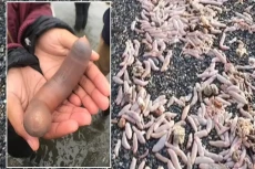 Viral! Ribuan Ikan Penis...