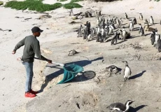 2.000 Penguin Ditemukan...