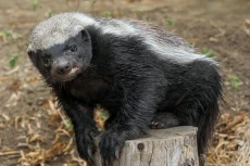 7 Fakta Honey Badger,...