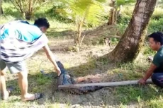 Penampakan Buaya Muara...