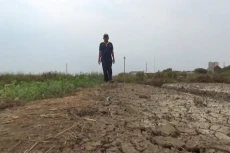 Terdampak Kekeringan,...