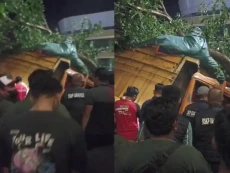 Truk Tabrak Pohon di...