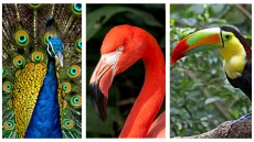 Inilah 10 Burung Tercantik...