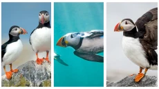 5 Fakta Puffin, Beo...