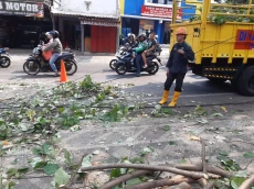 Tertimpa Pohon Tumbang,...