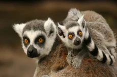 6 Fakta Lemur, Primata...