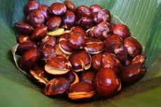 Ini Bahaya Makan Jengkol,...