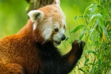 5 Fakta Panda Merah,...