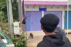 Gempar, 3 Babi Hutan...