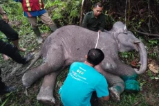 Memilukan, Anak Gajah...