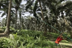 Regenerasi Petani Kelapa...