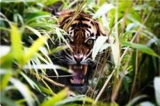 Kisah Keangkeran Hutan...