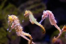 7 Fakta Unik Kuda Laut,...