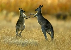 Mengapa Hewan di Australia...