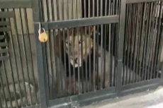 Pria Ini Masuk Kandang...