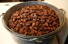 Asal-Usul Cokelat Terungkap:...