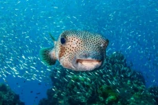 5 Ikan Paling Beracun...