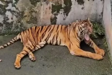 Mengenal 3 Harimau Terbuas...