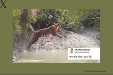 Viral Video Harimau...