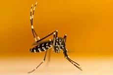 Waspada! DBD Diprediksi...