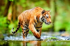 Sangmong Harimau Bali...