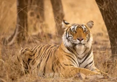 Terlalu Buas, Harimau...