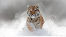 Apakah Harimau Adalah...