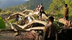 Pohon Tua Raksasa Tumbang...