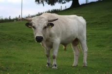 10 Sapi Terlangka di...