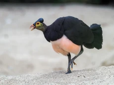 Inilah Burung yang Terancam...