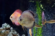 Makanan Halal: Ikan...