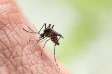 Apa Itu Virus Oropouche?...