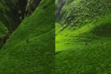 Pesona Baru Bromo, Savana...