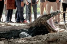 TN Komodo Direncanakan...