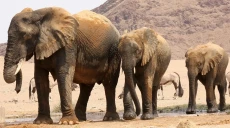 Namibia Akan Bantai...