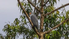 Burung Pemangsa Langka...