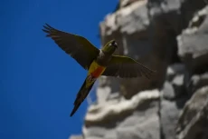 Ribuan Burung Beo Serang...
