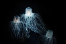 Turritopsis dohrnii:...