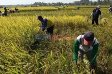 Kementan Buka Pendaftaran...