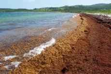 Ini Dia Satu Laut di...