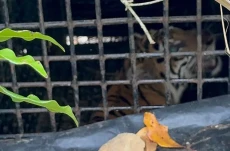 Harimau Sumatera Masuk...