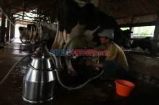 Kandang Sapi Perah Rakyat...