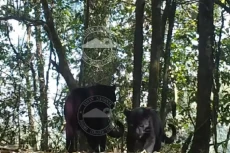 Penampakan 2 Macan Tutul...