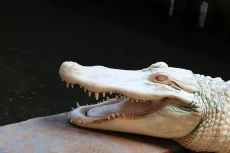 Mengapa Ada Buaya Albino?...