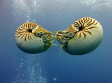 Penemuan Langka: Nautilus...