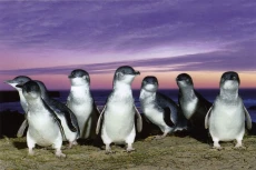 Penguin Kawin Cerai...